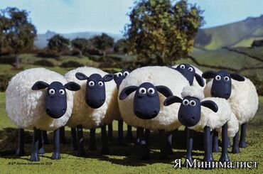 Бараны, овцы: Продаю | Овца (самка), Ягненок, Баран (самец) | На забой, Для разведения, Для шерсти