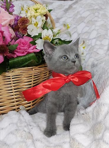 Pişiklər: Britan, Dişi, Pulsuz çatdırılma -da lalafo.az — 8 Pişiklər: Britan, Dişi, Pulsuz çatdırılma — 8