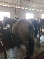 отдам даром вислоухого котенка: Продаю | Кобыла (самка), Жеребец | Дончак, Кара Жорго | На забой | Племенные