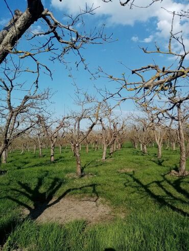 Torpaq sahələrinin satışı: 160 sot, Kənd təsərrüfatı, Mülkiyyətçi, Kupça (Çıxarış) — 3