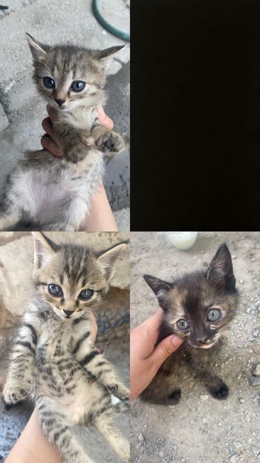 Другие животные: Отдаем котят даром совсем маленькие: 3-4 недели нуждаются в