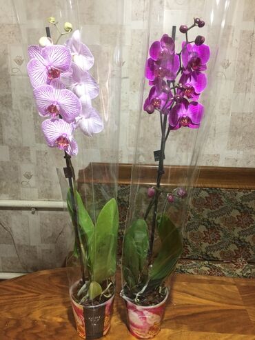 цветы орхидеи: Семена и саженцы Самовывоз, Бесплатная доставка, Платная доставка
