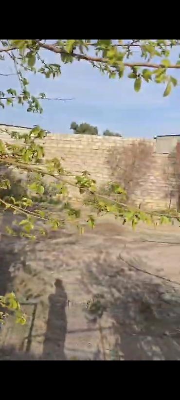 zabratda: 8 sot, Tikinti, Kupça (Çıxarış) — 2