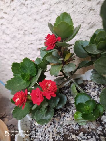 Otaq bitkiləri: 40 ədəd bənövşə şəkildə olduğu kimi satılır — 8