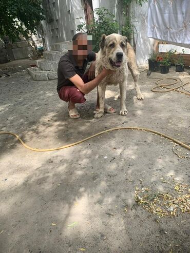 novxani deniz kenari restoranlar: Ucuz satram saxlaya bilmirem hediye veribler.2 minliy itdi.boyu 85 di