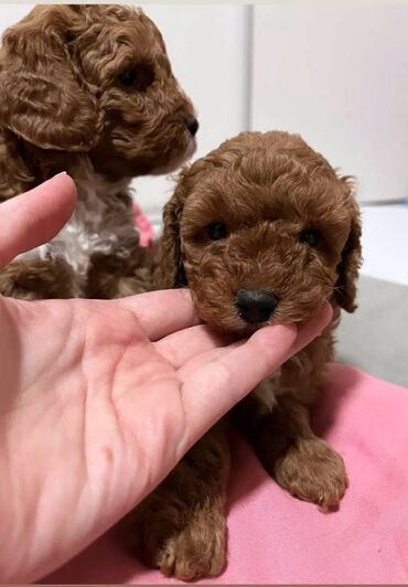 Psi: Mini poodle Primamo rezervacije za naše štence ostenjene 28.10.2024