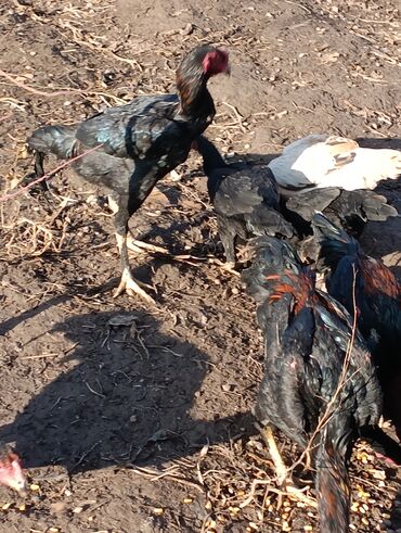 Куры, петухи: Продаю | Петух | Бойцовая, Дакан | На забой, Для разведения, Несушки — 9
