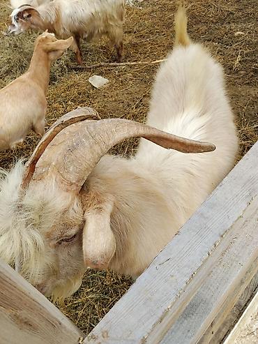 sort keci: Saanen keçi erkək iri heyvandır — 1