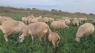at satanlar: Dişi, il: 2, Damazlıq, Pulsuz çatdırılma — 2
