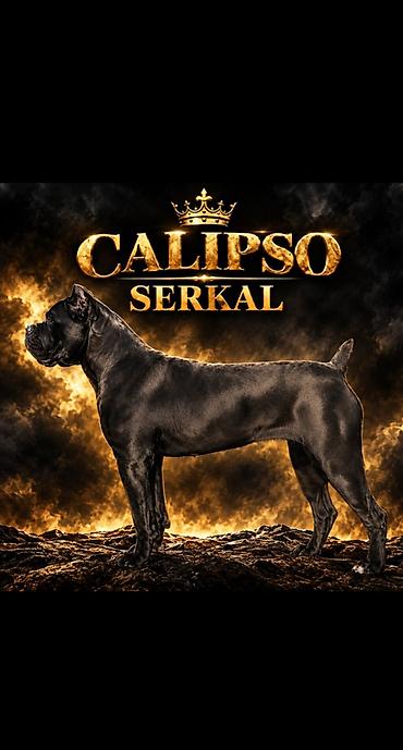Psi: THE LAST EMPEROR KENNEL Predstavljamo prelepu Cane Corso ženku iz — 9