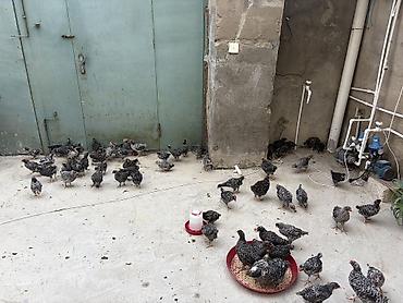 cuce sex: Toyuq cücələri, Damazlıq, Ünvandan götürmə, Ödənişli çatdırılma, Rayonlara çatdırılma — 2