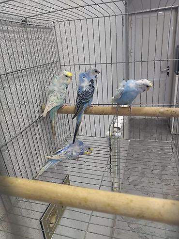 bit daragi harada satilir: Salam. Japoneslər satılır.1 ədədi 15 azn. Ünvan. Bayıl 20 ci sahə — 1