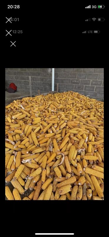 продаю кукуруза: Кукуруза Оптом, Платная доставка