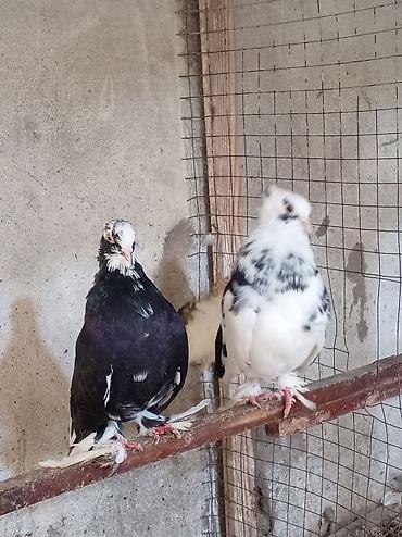 Quşlar: Tam sağlam qızğın erkək London pavlinləri dişisi yoxdur barter ancaq — 3