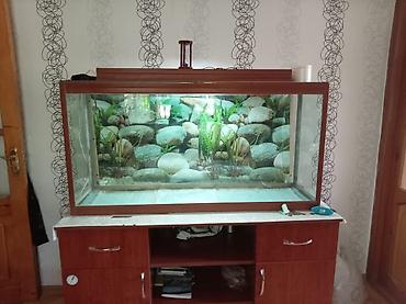 Dördbucaq akvarium, Boş, 220 l