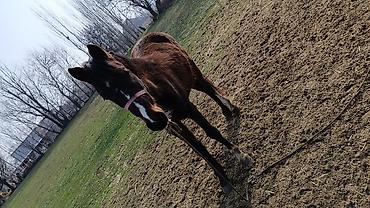 Лошади, кони: Продаю | Жеребенок | Полукровка — 9