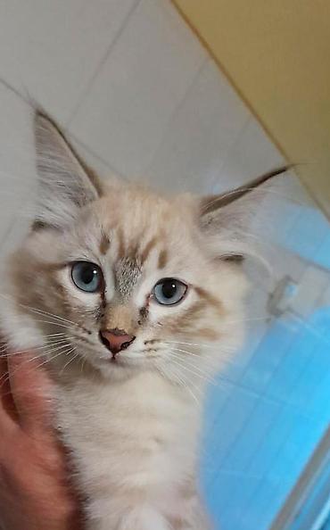 сколько стоит кошка породы мейн кун: Котенок мальчик, родился 2 августа. Ласковый, игривый дружелюбный — 1