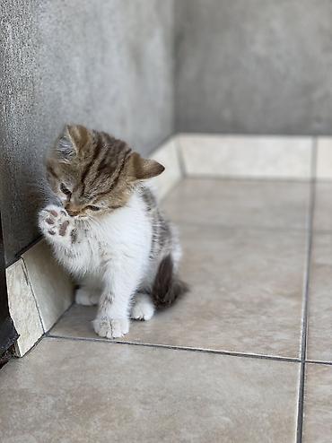 кошка британская: Шотландские вислоухие котята (Scottish Fold) Все мальчики К лотку — 3