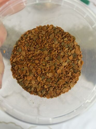 Balıqlar: Qızıl balıq, Sülhsevər, Pulsuz çatdırılma -da lalafo.az — 9 Balıqlar: Qızıl balıq, Sülhsevər, Pulsuz çatdırılma — 9