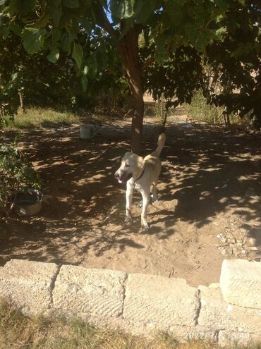 İtlər: Tür: İt (böyük cins, sarı-krem rəngli, qara maskalı) Təyinat: Həyət və — 4