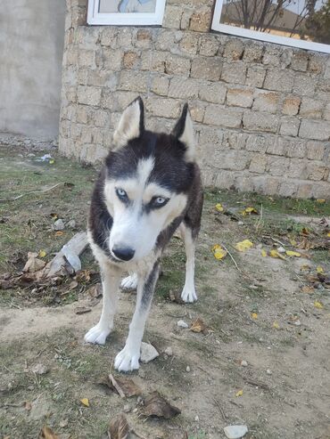 İtlər: Xaski, 1 il, Dişi, Peyvəndli -da lalafo.az — 7 İtlər: Xaski, 1 il, Dişi, Peyvəndli — 7