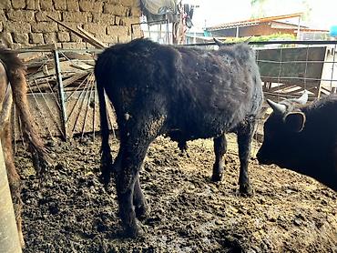 Коровы, быки: Продаю | Бык (самец) | Привязанные — 9