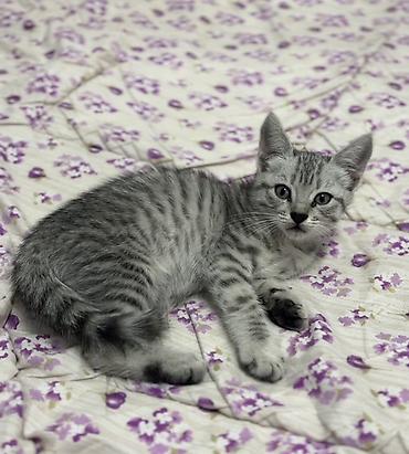вислоухий котёнок цена: Британская короткошёрстная, 2 месяца, Мальчик, Серый, Метис, Приучена к лотку — 1