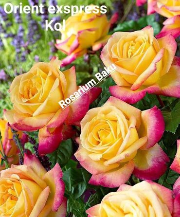 Şitillər: Sort qizilgul kollari ve sarmasanlarinin satişi .Ozumuz calaq yolunile -da lalafo.az — 28 Şitillər: Sort qizilgul kollari ve sarmasanlarinin satişi .Ozumuz calaq yolunile — 28