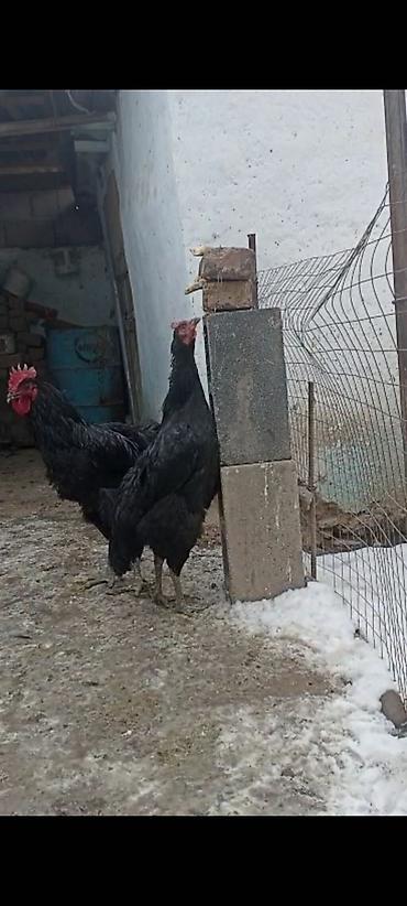 Куры, петухи: Продаю | Петух | Для разведения — 15