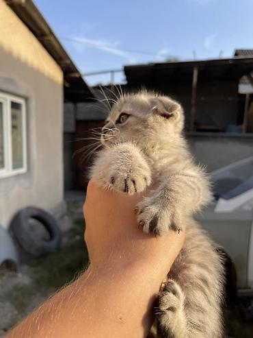 кошка ориентал: Кошка даром: Беспородная, 1 месяц, Мальчик, Проглистована — 4