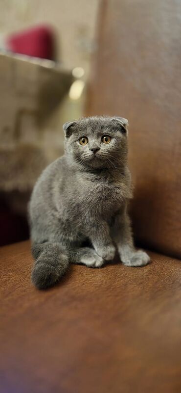 Pişiklər: Şotland yastı qulaq — 2