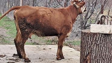 Inəklər, öküzlər: Dişi, Simental, il: 3, 450 kq — 4