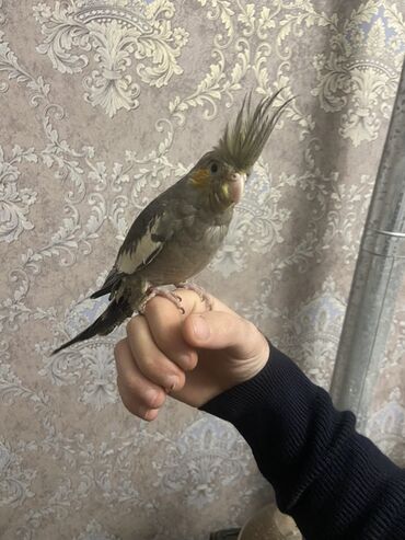 Amadinlər: Növ: karella (papuqayı) – boz rəng çalarları, yanaqlarda narıncı — 8