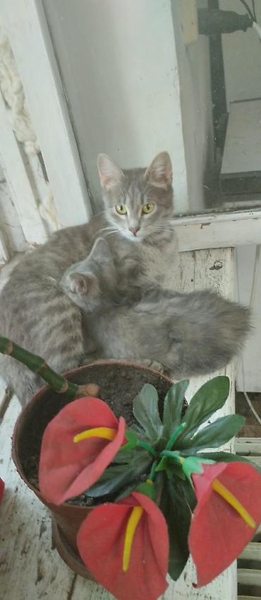 красивые кошки: 2 месяца, Мальчик, Серый — 2