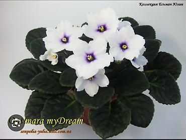 Фиалки и глоксинии: Сортовые фиалки, детки — 7