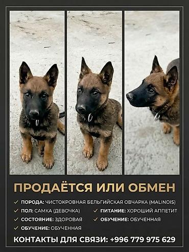 Продажа собак: Бельгийская овчарка, 3 месяца, Самка — 7