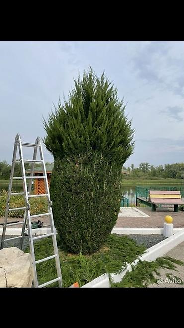 обрезка яблонь: Обрезка Плодовых 
Обрезка Хвойных
Делаем Качественно
+Обработка — 9