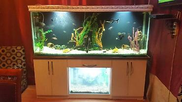 kristal yem mmc: Akvarium-şkaf, 1000 l, Pulsuz çatdırılma — 3