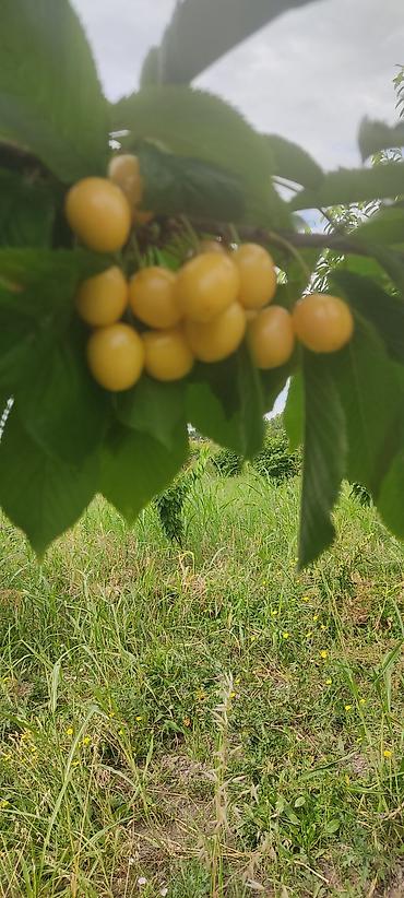 Ağaclar: Giləsayə bağı – intensiv meyvə bağı - Mədəni giləsayə ağacları ilə — 18
