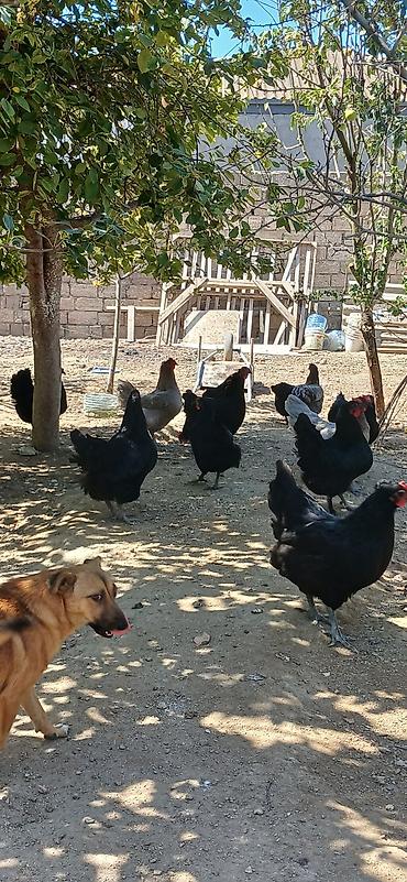 Toyuqlar: Toyuq, Yumurtalıq — 3