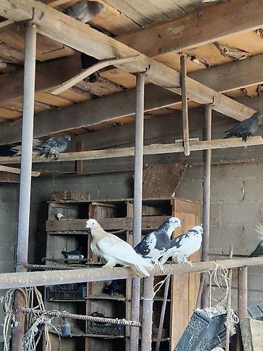 Другие с/х животные: Порода: СРОЧНО МОГУ ПРОДАТЬ ОПТОМ ЦЕНОЙ НЕ ОБИДЕМ декоративные голуби — 12