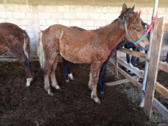 продажа домашних животных: Сатам | Тай | Аргын