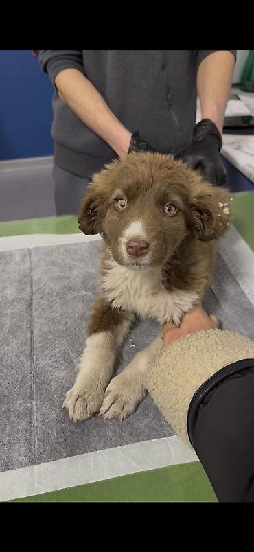 Отдам даром собаку: Собака даром: 3 месяца, Самка — 4