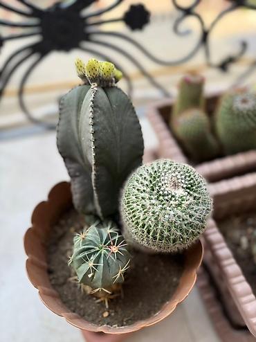 Otaq bitkiləri: Bu dəstə müxtəlif növ kaktuslar daxildir. Hər kaktus özünəməxsus forma — 11