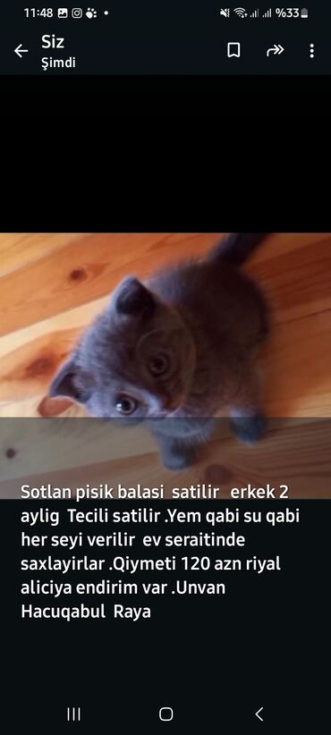 pişik sortu: Şotland, Erkək, Ünvandan götürmə