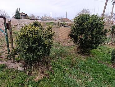 Самшит: Самшит (Buxus sempervirens) — взрослые сформированные кусты ПРОДАЮ С — 1