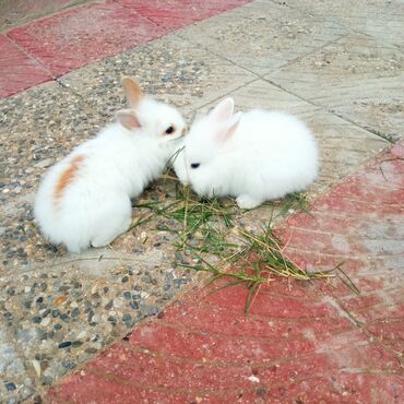 Dovşanlar: Holland lop dovşanlar 3 böyük 2 bala. balanın biri 15azn böyüyün — 4