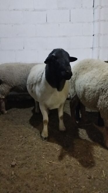 Бараны, овцы: Продаю | Баран (самец) | Для разведения | Племенные — 7
