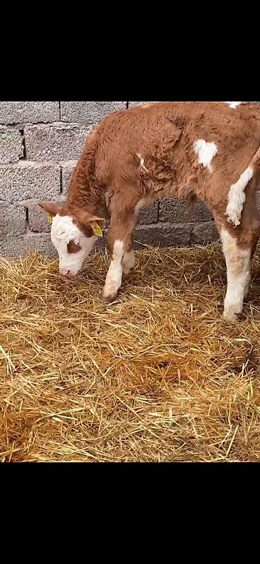 Dana, buzov: Iki ədəd erkek dana biri 2 aylıq biri 51 günlük ikisidə erkrkdi temiz — 7