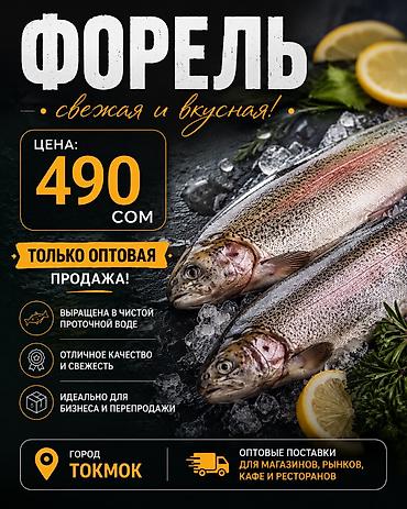 форель мольки: Только опт! Форель радужная, свежевыловленная из садков. - Вид — 1
